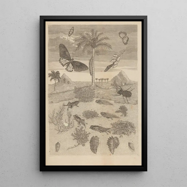 Dissertatio de generatione et metamorphosibus insectorum surinamensium Pl72 - Maria Sibylla Merian — oprawiony obraz na ścianie
