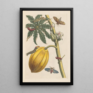 Maria Sibylla Merian - Dissertation sur la generation et les transformations des insectes de Surinam Pl09.webp