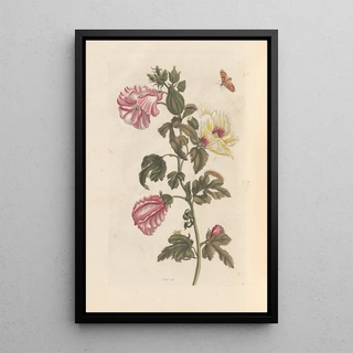 Maria Sibylla Merian - Dissertation sur la generation et les transformations des insectes de Surinam Pl27.webp