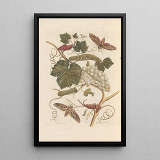 Maria Sibylla Merian - Dissertation sur la generation et les transformations des insectes de Surinam Pl37.webp