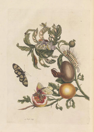 Maria Sibylla Merian - Dissertation sur la generation et les transformations des insectes de Surinam Pl38.webp