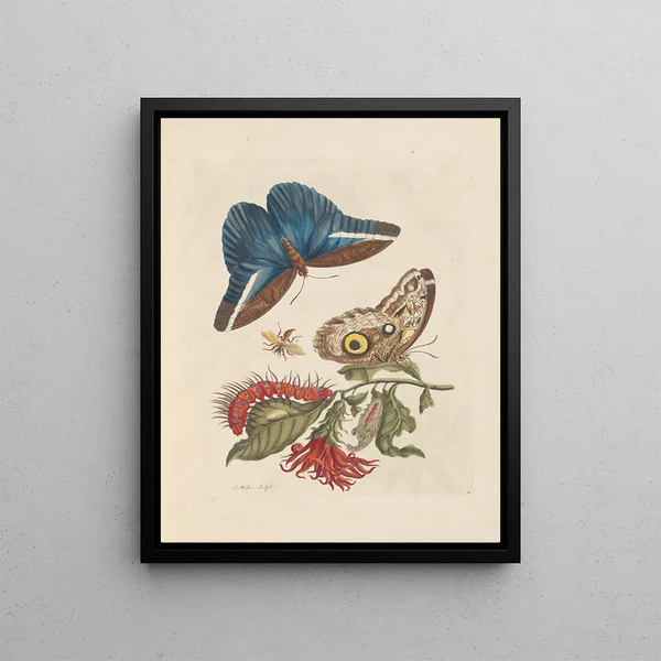 Maria Sibylla Merian - Dissertation sur la generation et les transformations des insectes de Surinam Pl48.webp