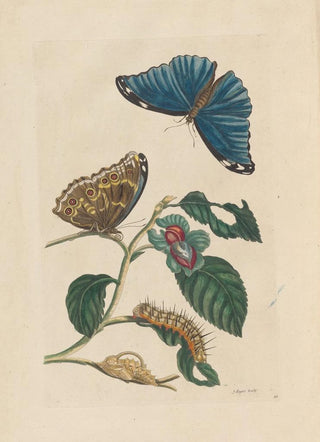 Maria Sibylla Merian - Dissertation sur la generation et les transformations des insectes de Surinam Pl51.webp