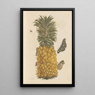 Maria Sibylla Merian - Dissertation sur la generation et les transformations des insectes de Surinam Pl52.webp