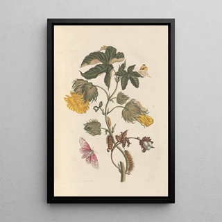 Maria Sibylla Merian - Dissertation sur la generation et les transformations des insectes de Surinam Pl54.webp