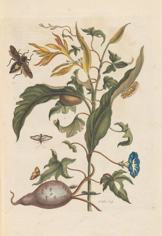 Maria Sibylla Merian - Dissertation sur la generation et les transformations des insectes de Surinam Pl70.webp