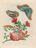 Grenadier - Maria Sibylla Merian — widok dzieła