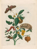 Guajare - Maria Sibylla Merian — widok dzieła