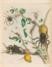 Guajave - Maria Sibylla Merian — widok dzieła
