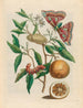 Cytryna - Maria Sibylla Merian — widok dzieła