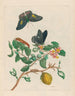 Limonier - Maria Sibylla Merian — widok dzieła