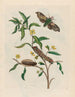 Ludwigia octovalvis - Maria Sibylla Merian — widok dzieła