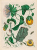 Marquiaas - Maria Sibylla Merian — widok dzieła