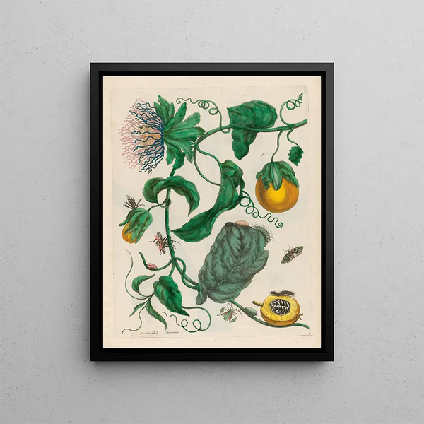Maria Sibylla Merian - Marquiaas.webp