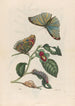 Neflier - Maria Sibylla Merian — widok dzieła
