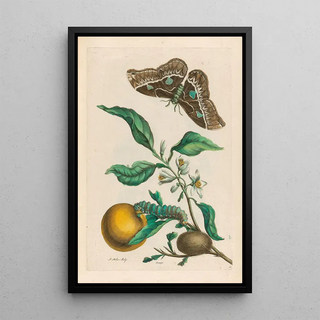 Maria Sibylla Merian - Oranger.webp