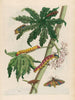 Papaja - Maria Sibylla Merian — widok dzieła