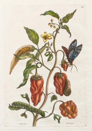 Maria Sibylla Merian - Poivre dinde.webp