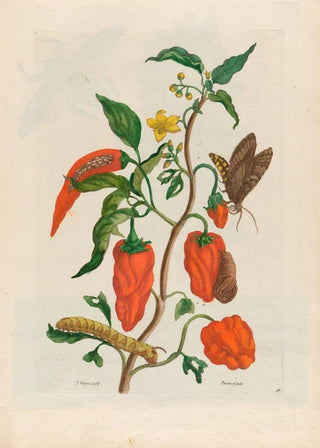 Maria Sibylla Merian - Poivre djnde.webp