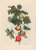 Jabłko Sodomy - Maria Sibylla Merian — widok dzieła