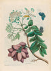 Prunier d'Amérique - Maria Sibylla Merian — widok dzieła