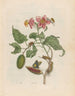 Rocher - Maria Sibylla Merian — widok dzieła