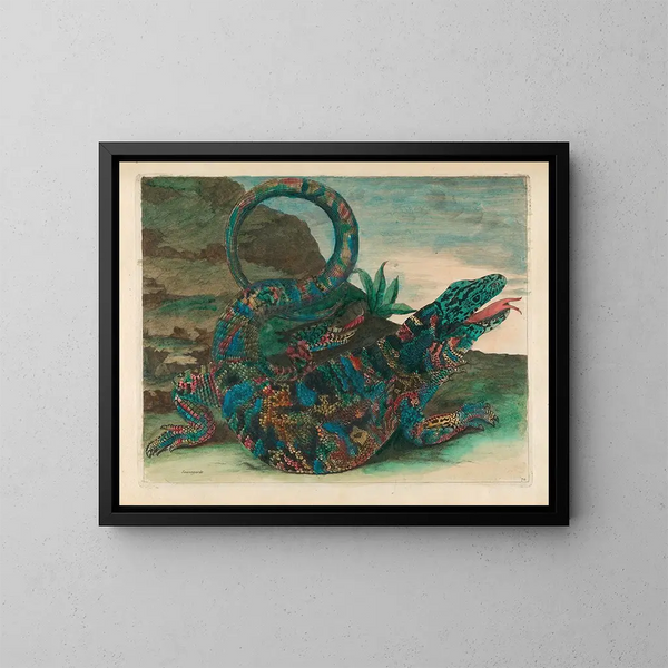 Sauvegarde - Maria Sibylla Merian — oprawiony obraz na ścianie