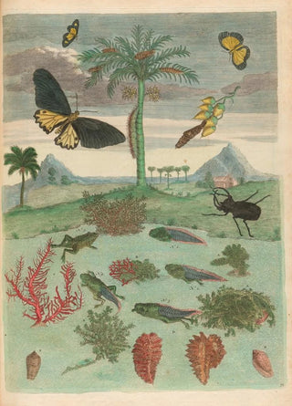 Maria Sibylla Merian - Stag beetle Amphibians and Palm trees.webp