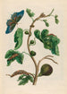 Goyave blanche - Maria Sibylla Merian — widok dzieła