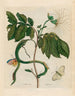 Wycke Bockies - Maria Sibylla Merian — widok dzieła