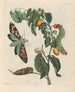 Zursak - Maria Sibylla Merian — widok dzieła