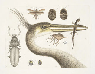 Mark Catesby - 1 The largest crested Heron 2 The Spotted Eft 3 The Chego 4 Scarabus c 5 The Cockroach.webp