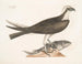 Le faucon pêcheur - Mark Catesby — widok dzieła