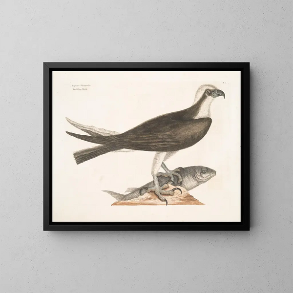 Le faucon pêcheur - Mark Catesby — oprawiony obraz na ścianie
