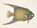 Un Acarauna et le Poisson-ange - Mark Catesby — widok dzieła