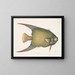 Un Acarauna et le Poisson-ange - Mark Catesby — oprawiony obraz na ścianie