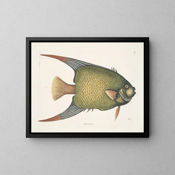 Un Acarauna et le Poisson-ange - Mark Catesby — oprawiony obraz na ścianie
