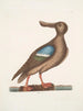 Anas Americanus Le Canard souchet à ailes bleues - Mark Catesby — widok dzieła