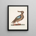 Anas Americanus Le Canard souchet à ailes bleues - Mark Catesby — oprawiony obraz na ścianie