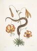 Anguis capite viperino Le Serpent à nez retroussé Lilium c - Mark Catesby — widok dzieła