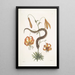 Anguis capite viperino Le Serpent à nez retroussé Lilium c - Mark Catesby — oprawiony obraz na ścianie
