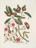 Anona foliis Laurinis Le Sappadillo Convolvulus feuilles panachées c - Mark Catesby — widok dzieła