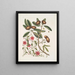 Anona foliis Laurinis Le Sappadillo Convolvulus feuilles panachées c - Mark Catesby — oprawiony obraz na ścianie
