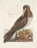 Le fou est un oiseau brun apparenté à l'oie de Bassano - Mark Catesby — widok dzieła