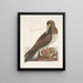 Le fou est un oiseau brun apparenté à l'oie de Bassano - Mark Catesby — oprawiony obraz na ścianie