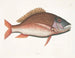 Anthea, ryba owca - Mark Catesby — widok dzieła