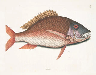 Anthea, ryba owca - Mark Catesby — widok dzieła