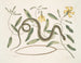 Apocynum c. Angis viridis maculatus, le serpent vert tacheté - Mark Catesby — widok dzieła