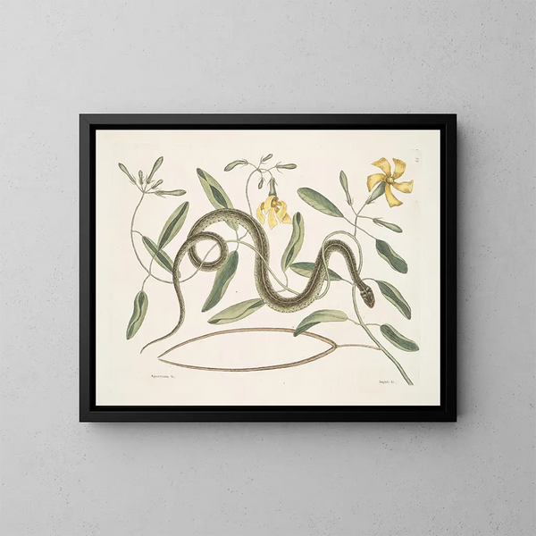 Apocynum c. Angis viridis maculatus, le serpent vert tacheté - Mark Catesby — oprawiony obraz na ścianie