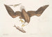 Aquila capite Albo L'Aigle à tête blanche Rozmiar głowy orła - Mark Catesby — widok dzieła